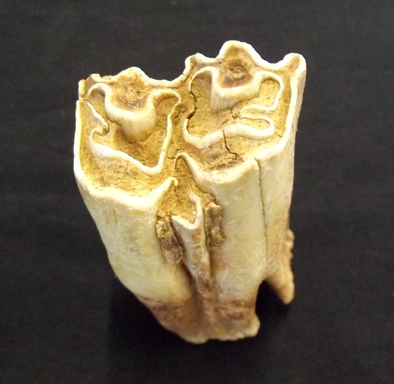 Dente fossile di ruminante