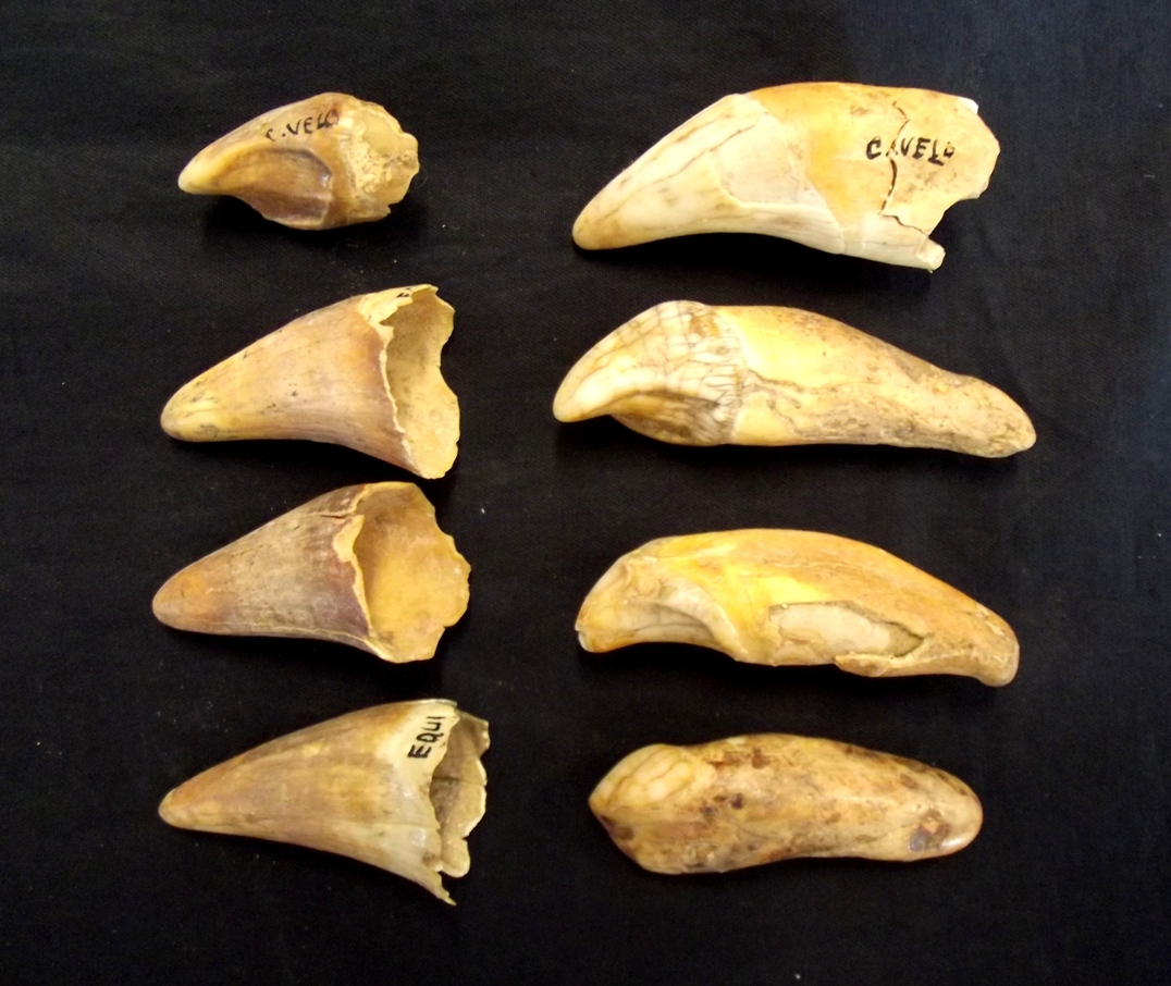 Dente fossile URSUS SPELAEUS