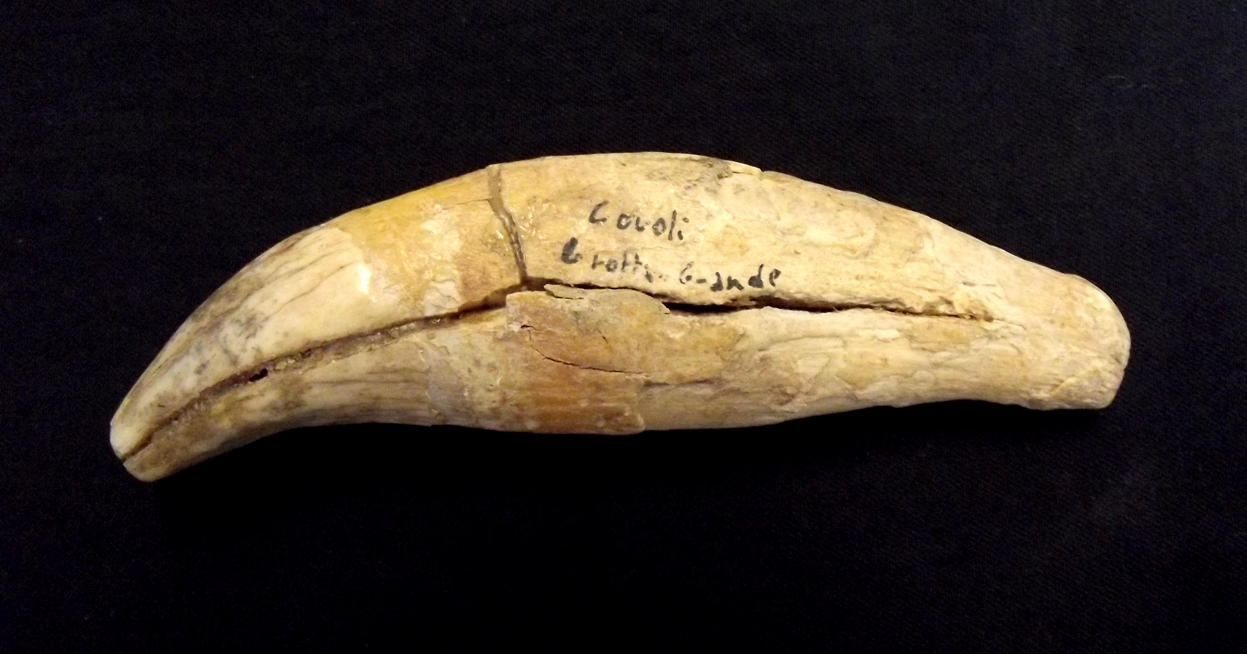 Dente fossile URSUS SPELAEUS